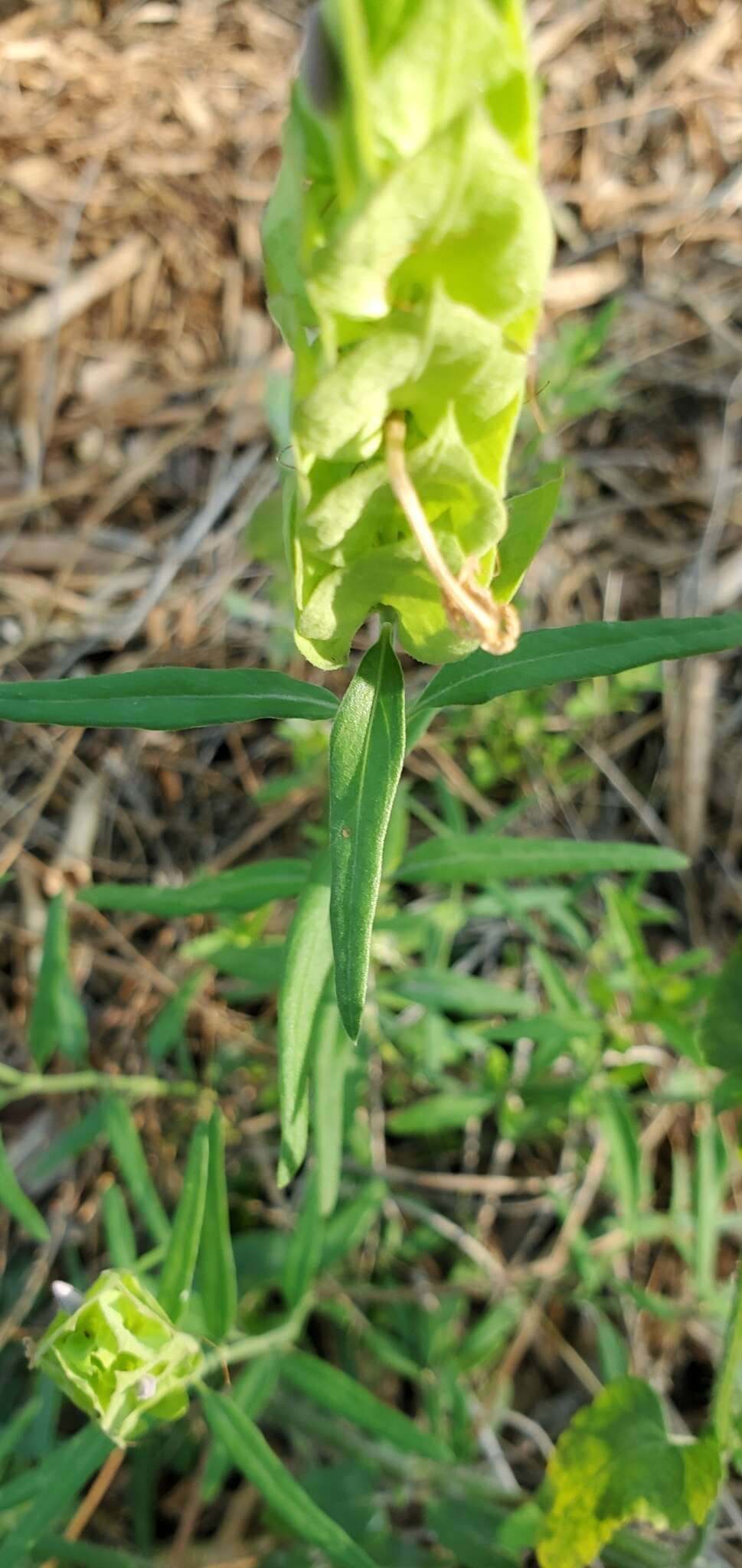 Yeatesia platystegia (Torrey) R. A. Hilsenbeck resmi