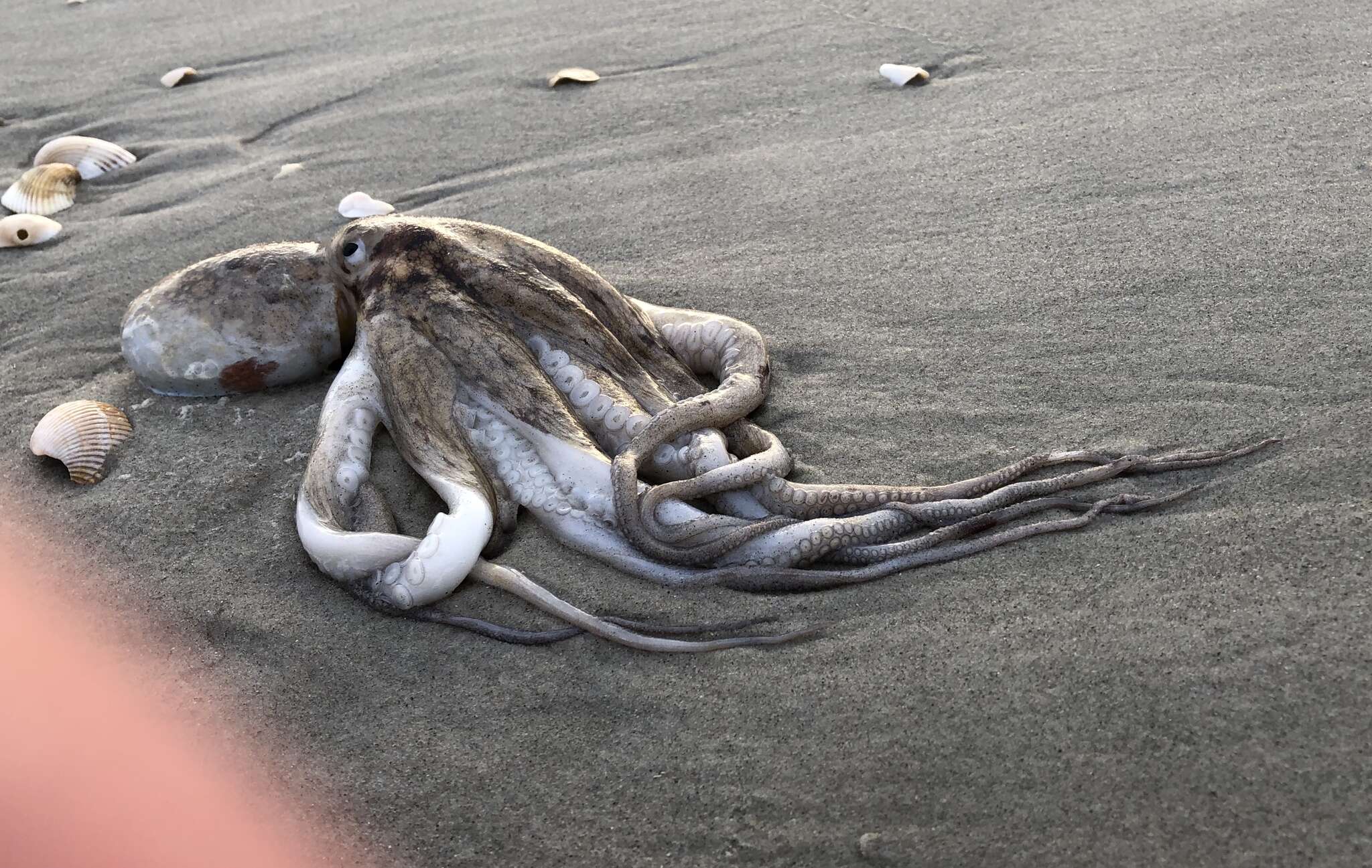 Image of Octopus americanus Froriep 1806