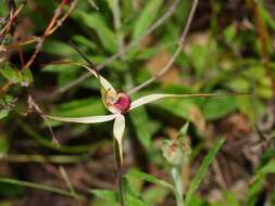 Image of Red-lipped spider orchid