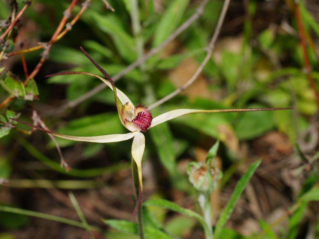 Image of Red-lipped spider orchid