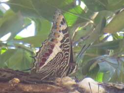 Imagem de Charaxes castor flavifasciatus Butler 1895