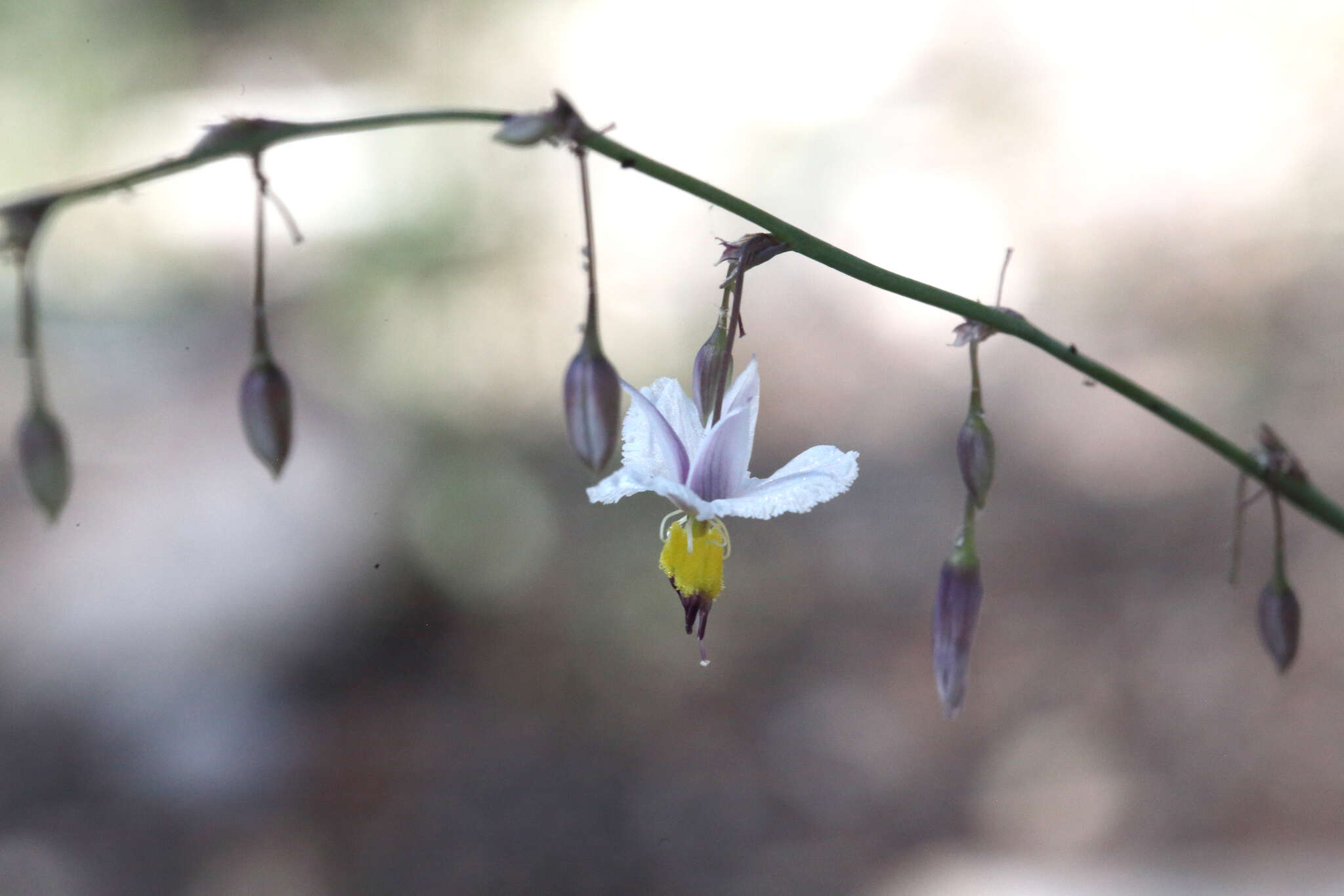 Image of Arthropodium milleflorum (Redouté) J. F. Macbr.