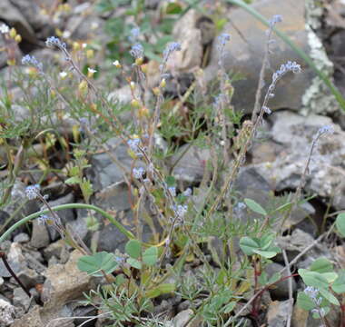 Image of Myosotis refracta Boiss.