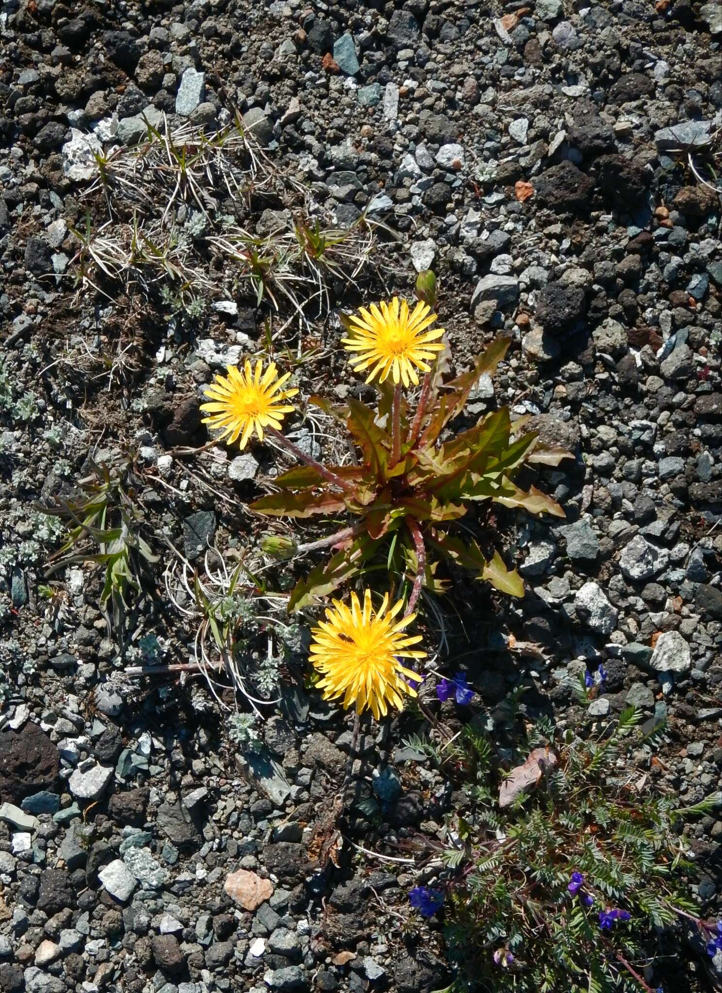 Image of Taraxacum acricorne Dahlst.