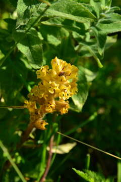 Imagem de Orobanche ingens (G. Beck) N. N. Tzvel.