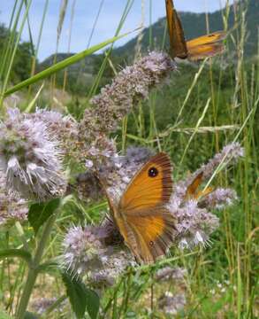 Image of hedge brown