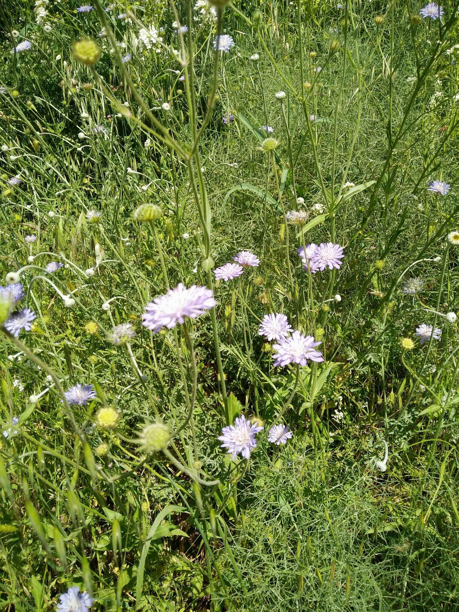 صورة Knautia integrifolia (L.) Bertol.