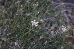 Image of King's sandwort