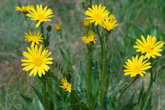 Image of Senecio provincialis (L.) Druce