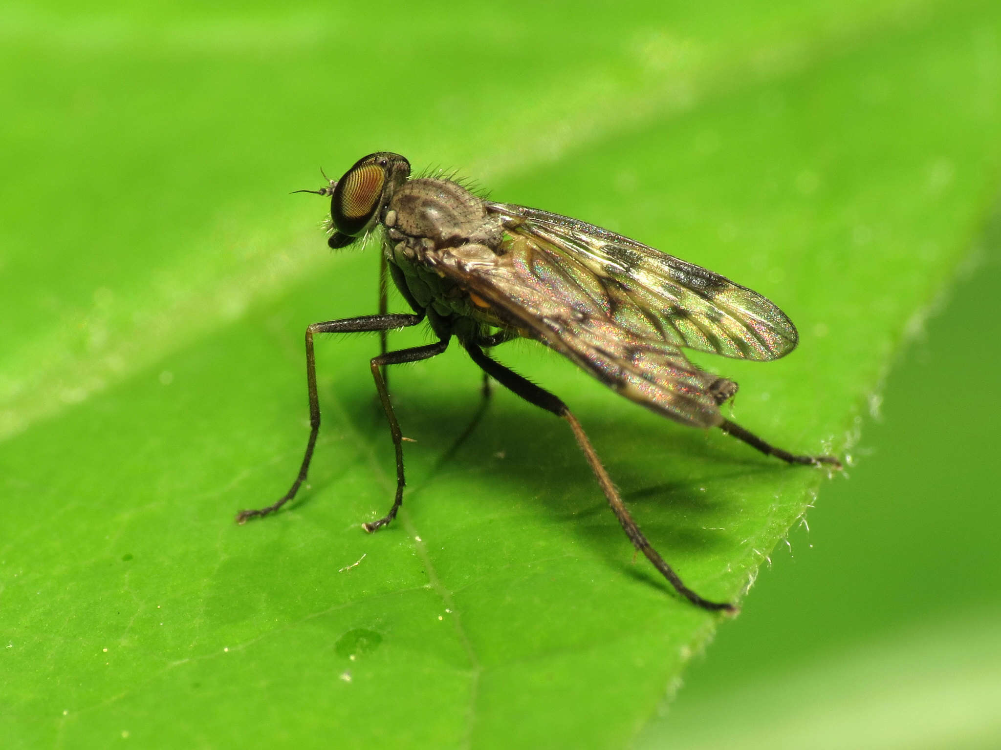 Image of Lesser Variegated Snipe Fly