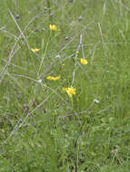 Image of Sacramento Valley Buttercup