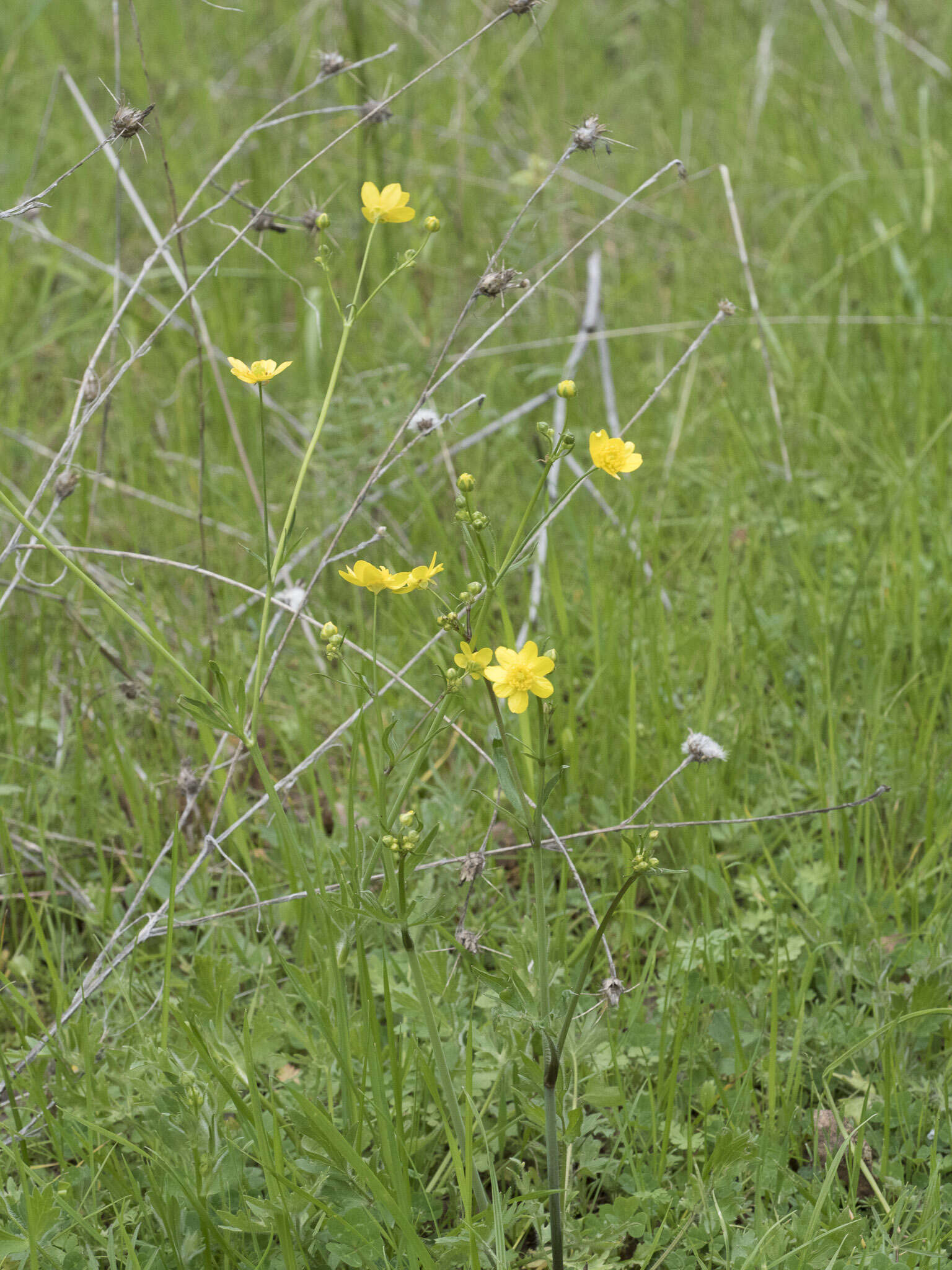 Image of Sacramento Valley Buttercup