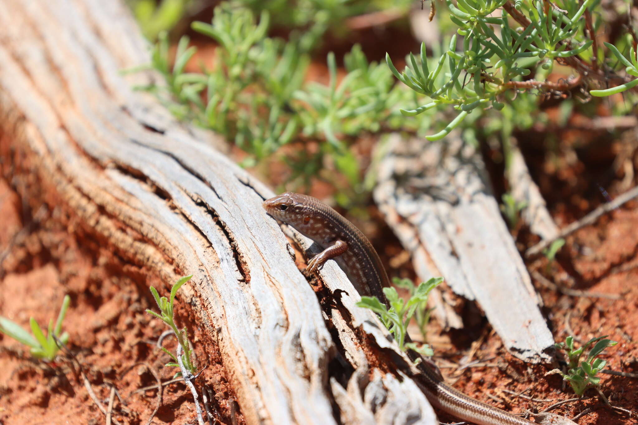 صورة Ctenotus leonhardii (Sternfeld 1919)