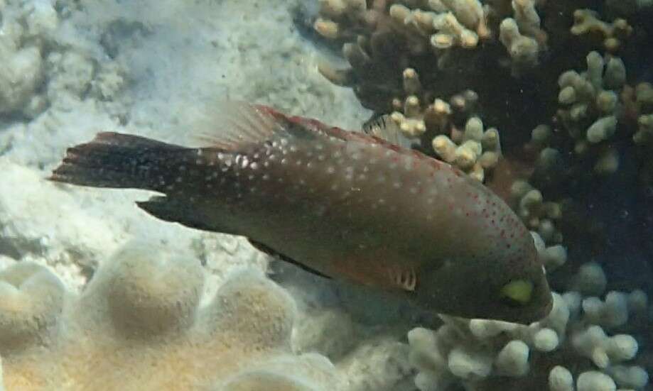 Image of Floral wrasse