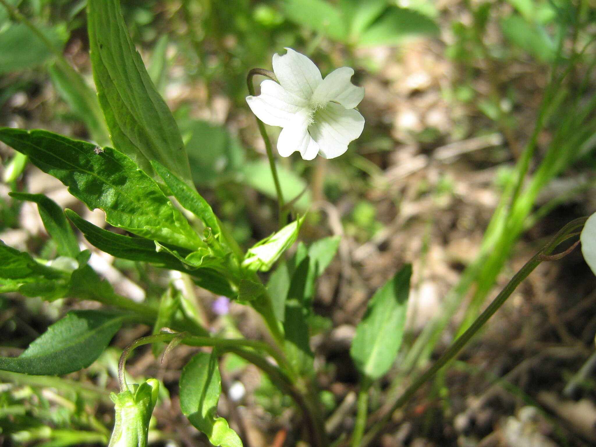 Image of Fen violet