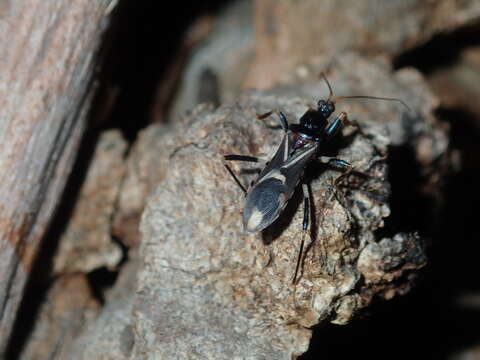 Image of Ectomocoris decoratus (Stål 1863)