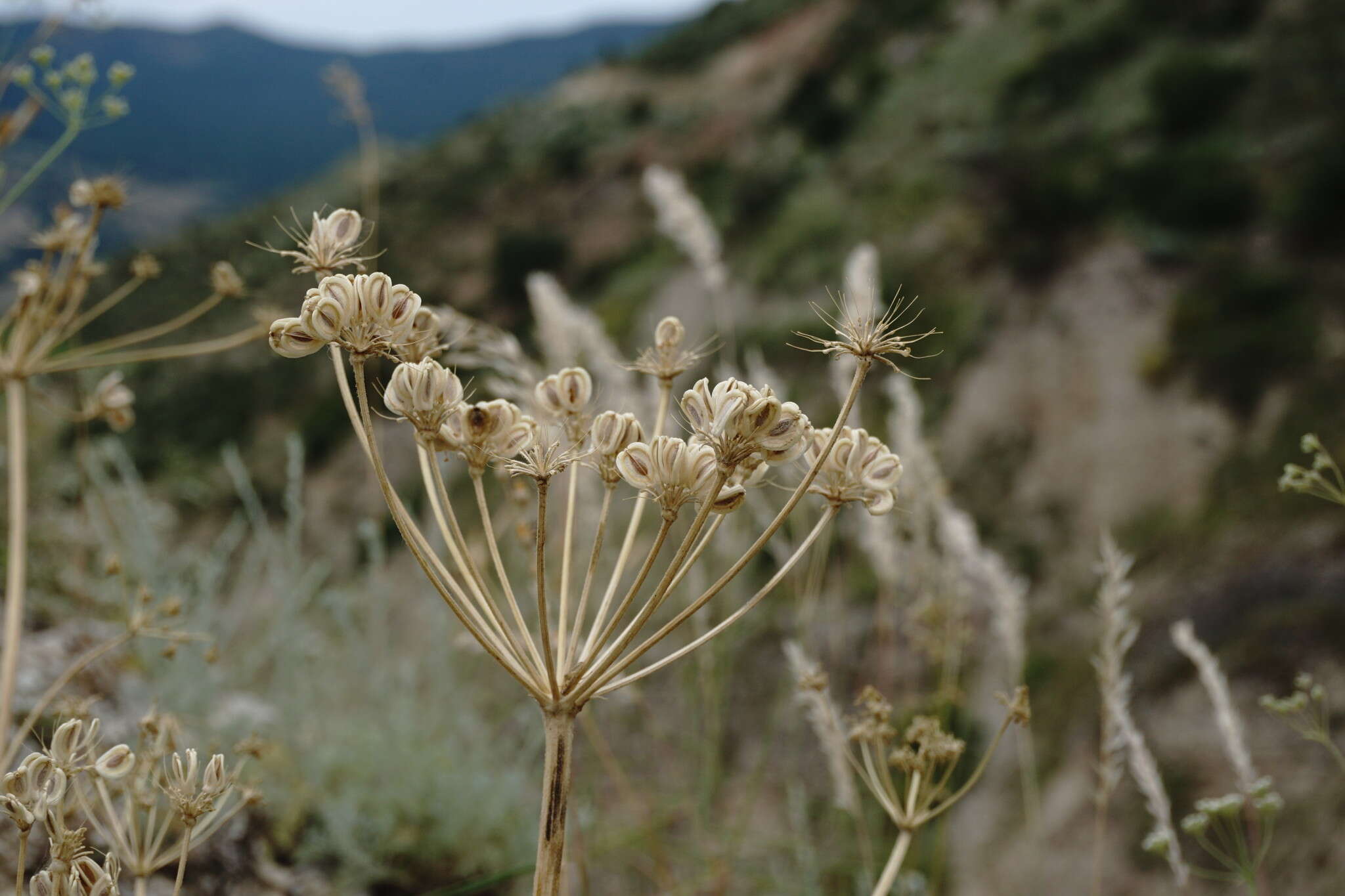 Image of Zosima absinthifolia (Vent.) Link