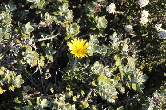 Image of Berkheya coriacea Harv.