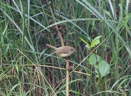 Image of Yellow-bellied Bush Warbler