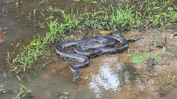 Image of Bolivian Anaconda