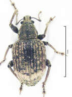 Image of Phlyctinus callosus Boheman 1834