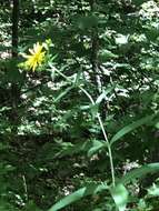 Image of whorled rosinweed