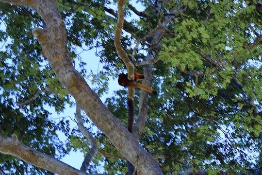 Image of Giant Flying Squirrels