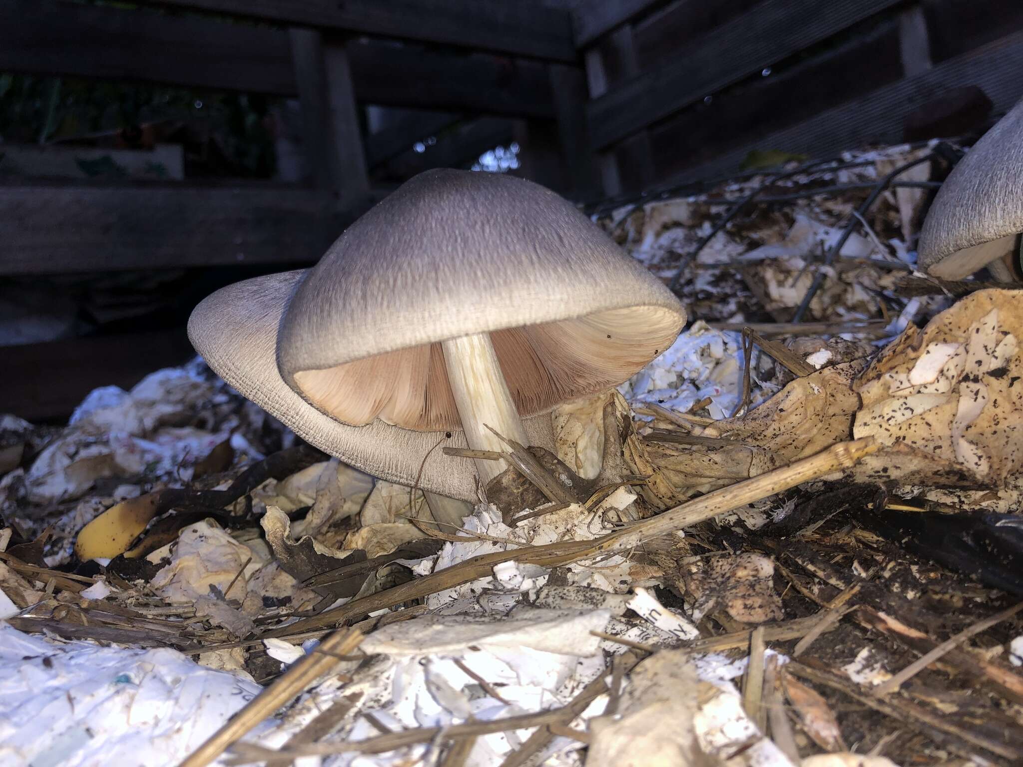 Image of straw mushroom