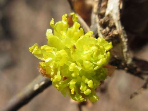 Image of Lindera obtusiloba Bl.