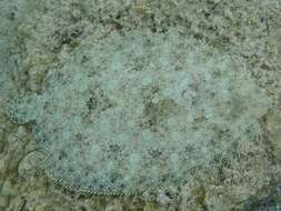 Image of Flounder