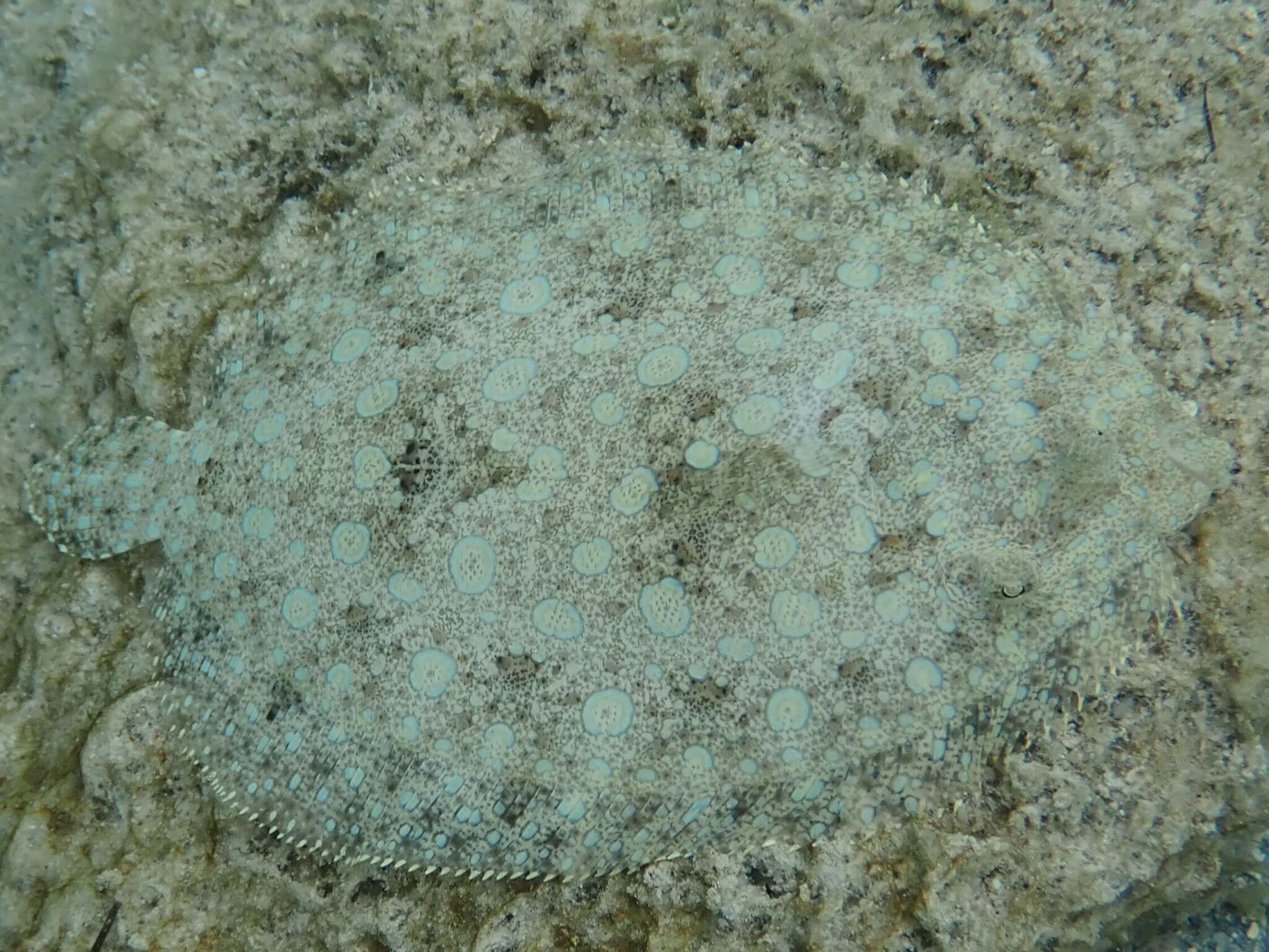 Image of Flounder