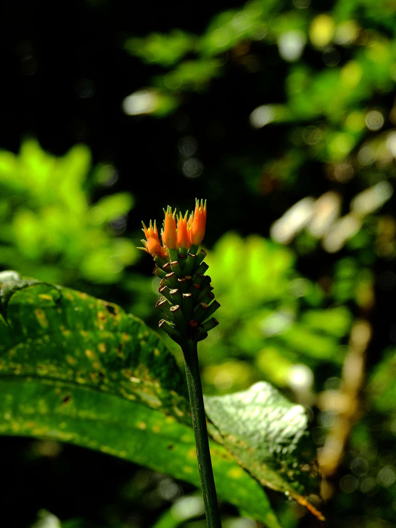 Image of Gurania lobata (L.) J. F. Pruski