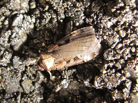 Image of Pink-spotted Dart