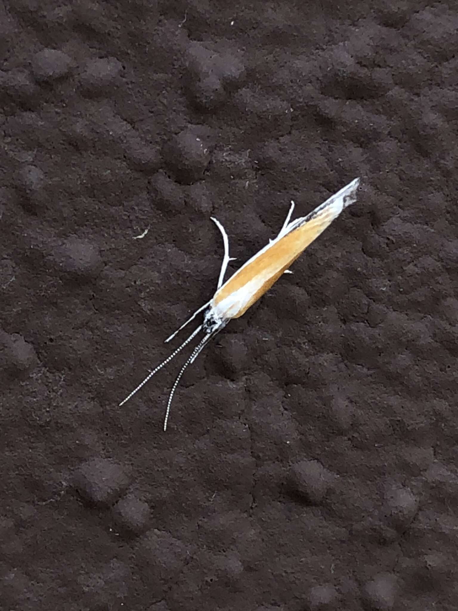 Image of Incurvarioidea