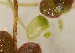 Image of Wolffia australiana (Benth.) Hartog & Plas