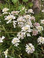 Image of evergreen candytuft