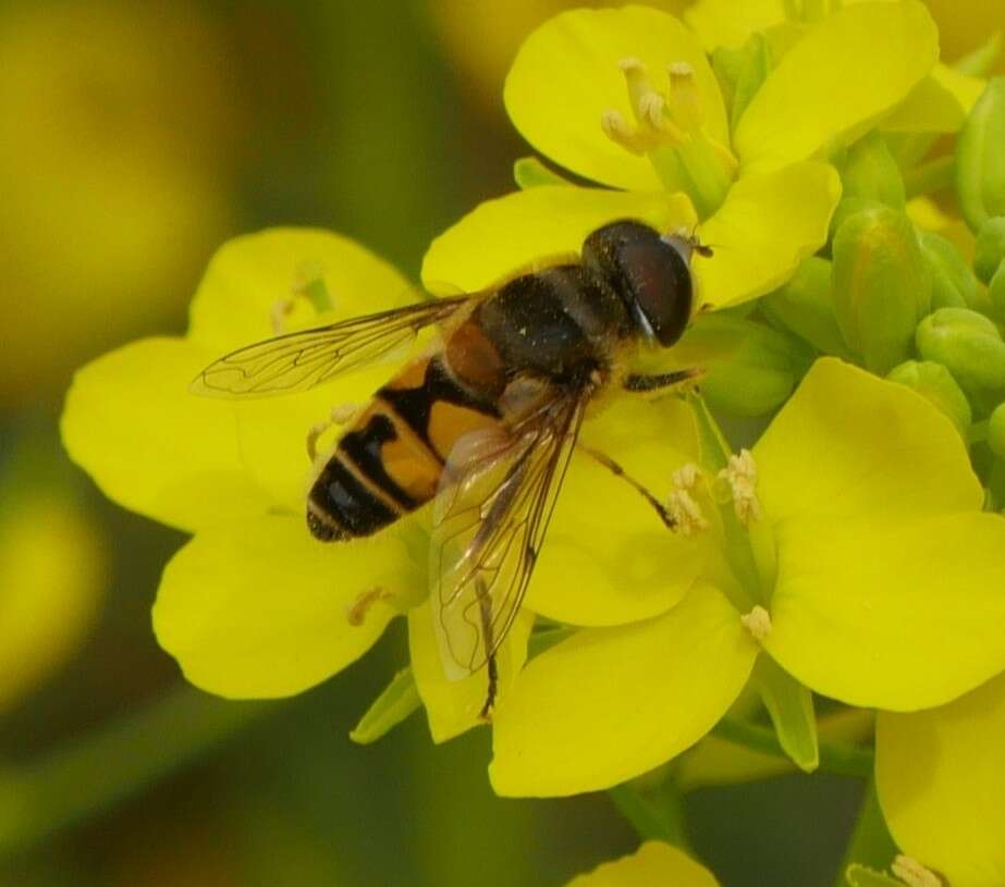 Image of Eristalis kyokoae (Kimura 1986)