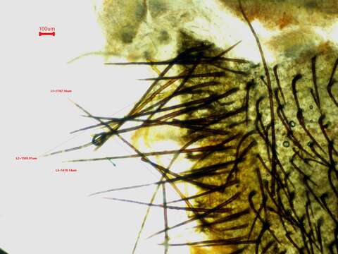 Image of Scutellinia colensoi Massee ex Le Gal 1967