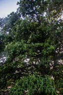 Ficus obtusifolia Kunth的圖片