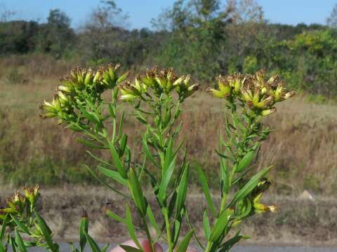 Image of bushy goldentop