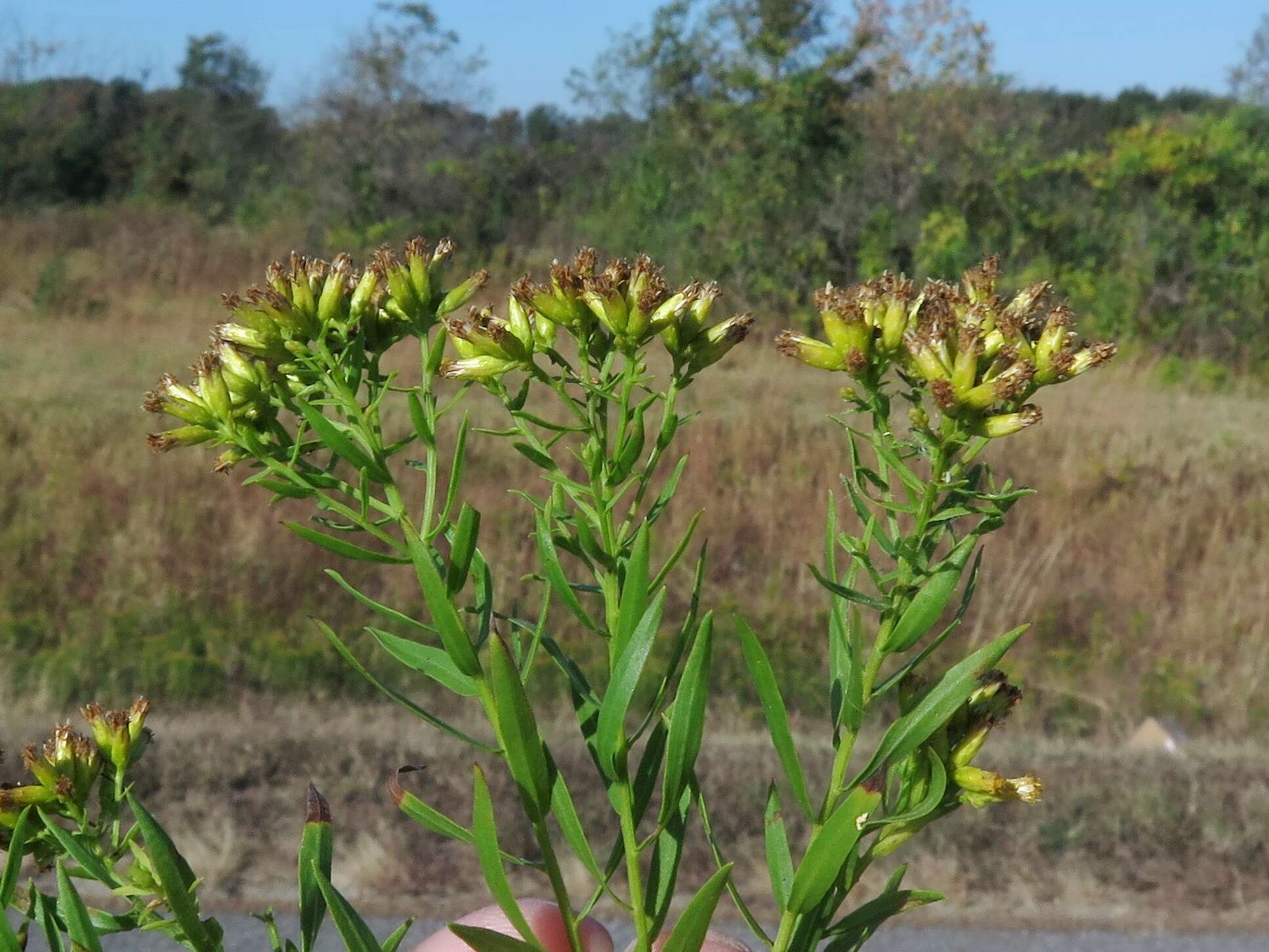 Plancia ëd Euthamia leptocephala (Torr. & A. Gray) Greene