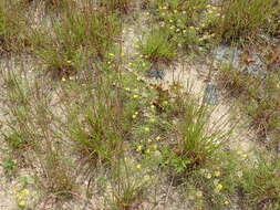 Image of sickleleaf silkgrass