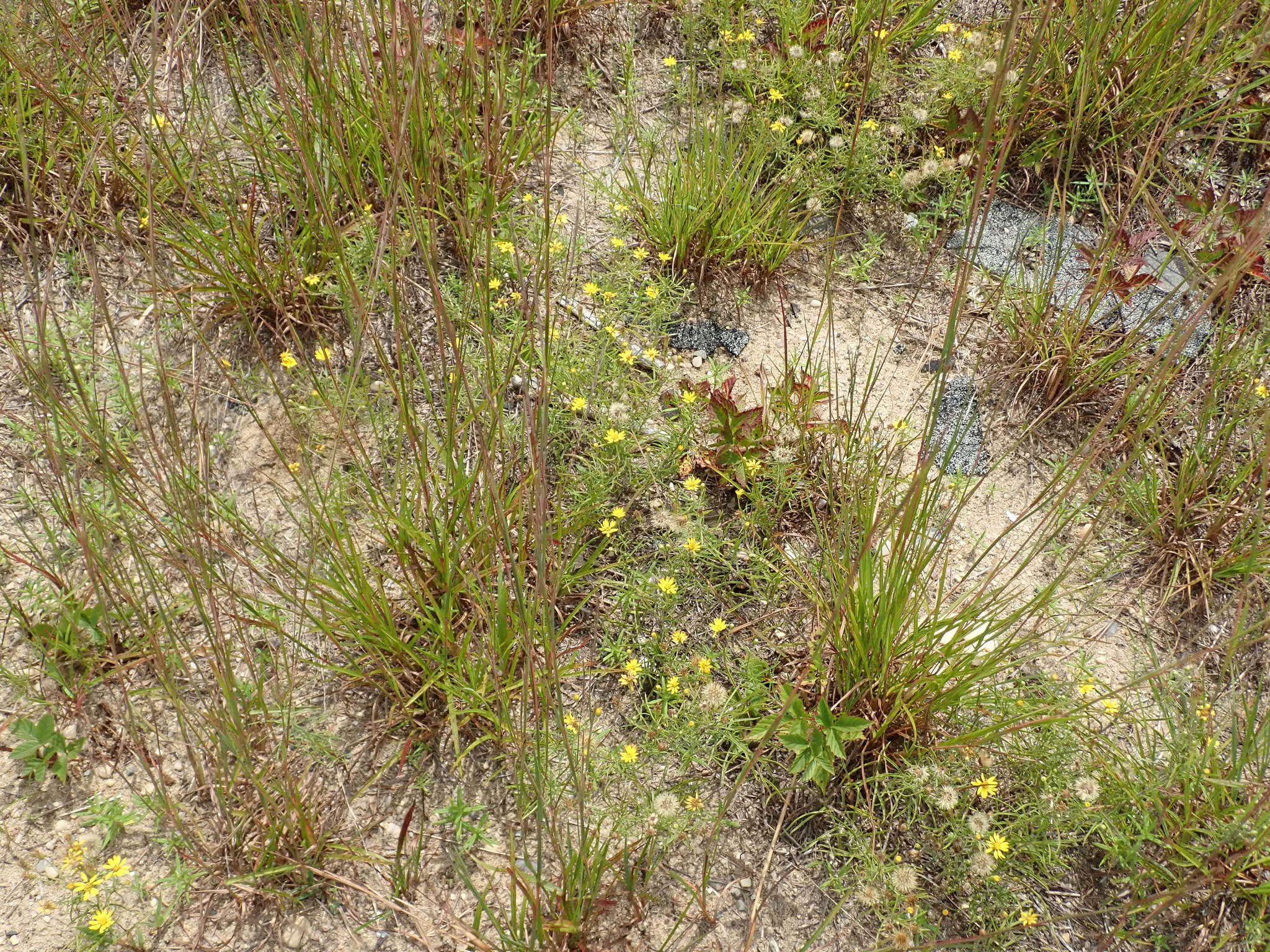 Image of sickleleaf silkgrass