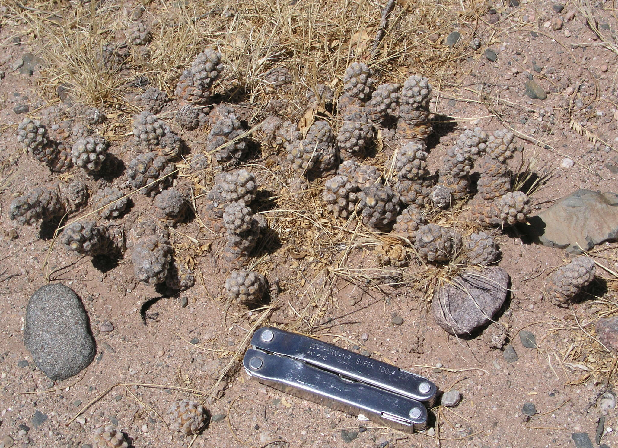 Image of Tephrocactus molinensis (Speg.) Backeb.