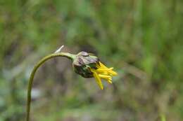 Sivun Helianthus carnosus Small kuva