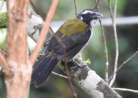 Image of Black-winged Saltator