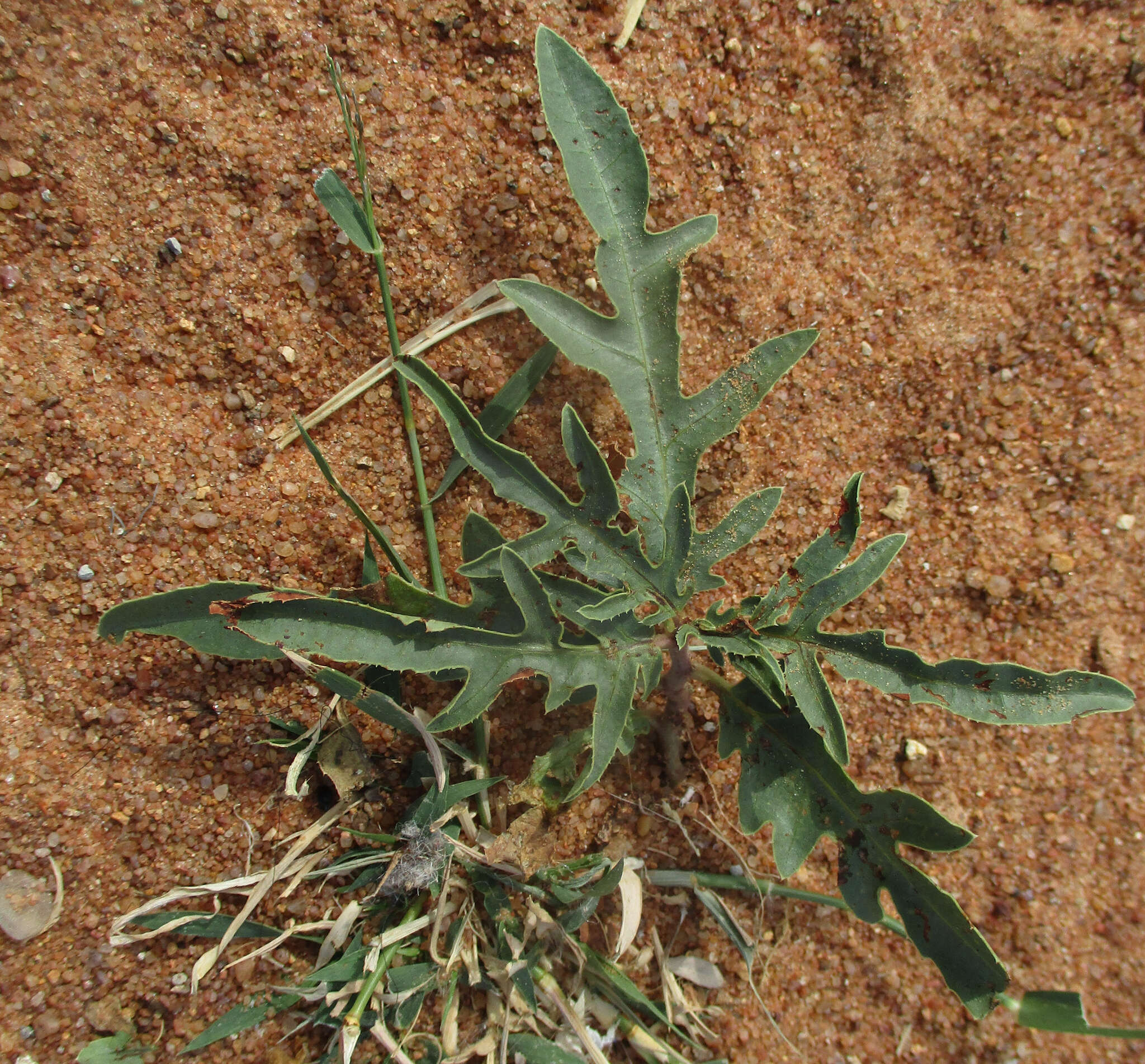 Imagem de Jatropha erythropoda Pax & K. Hoffm.