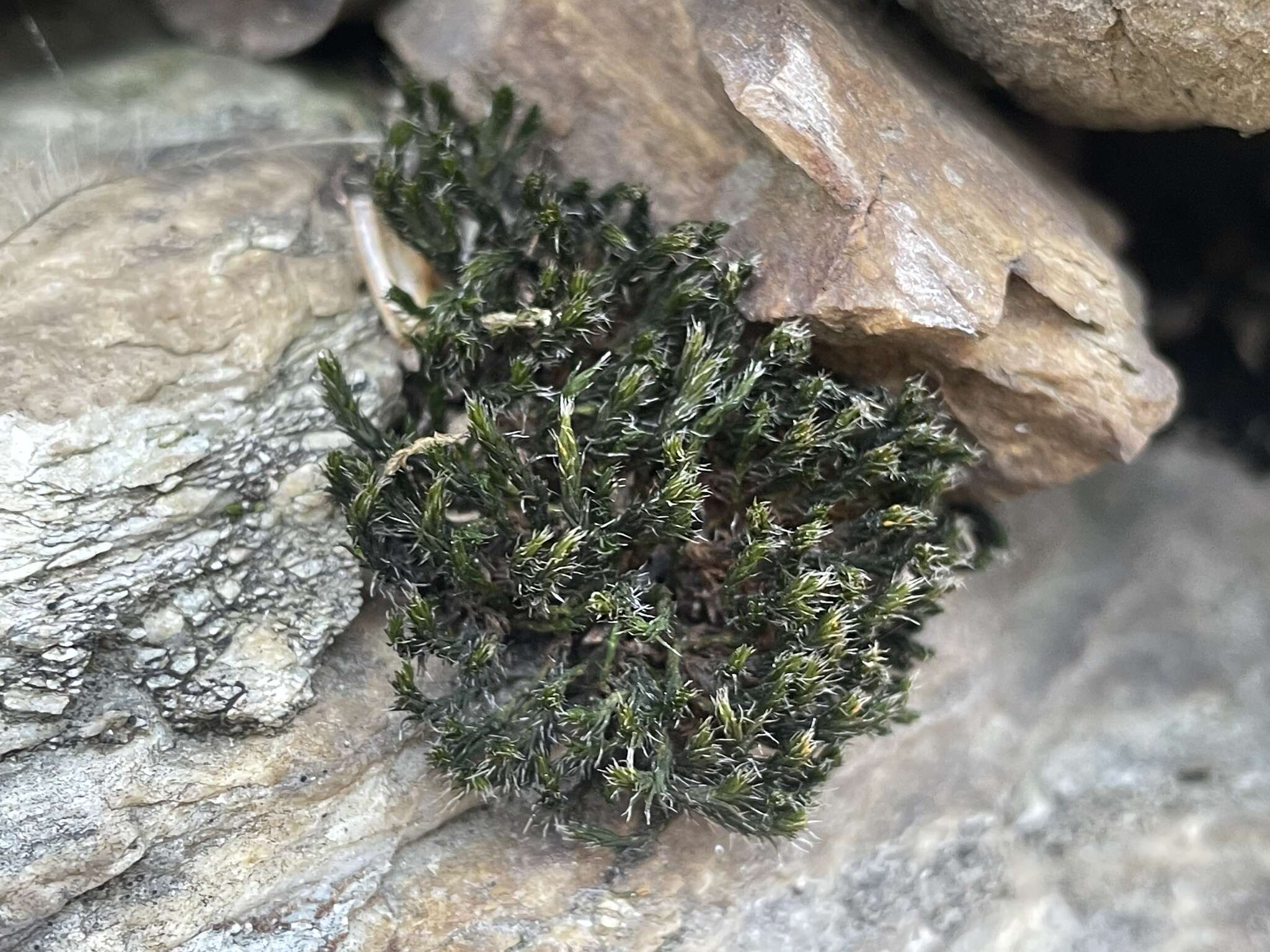 Image of oval dry rock moss