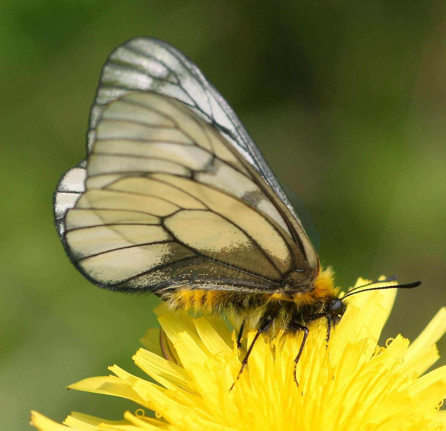 Plancia ëd Parnassius glacialis Butler 1866