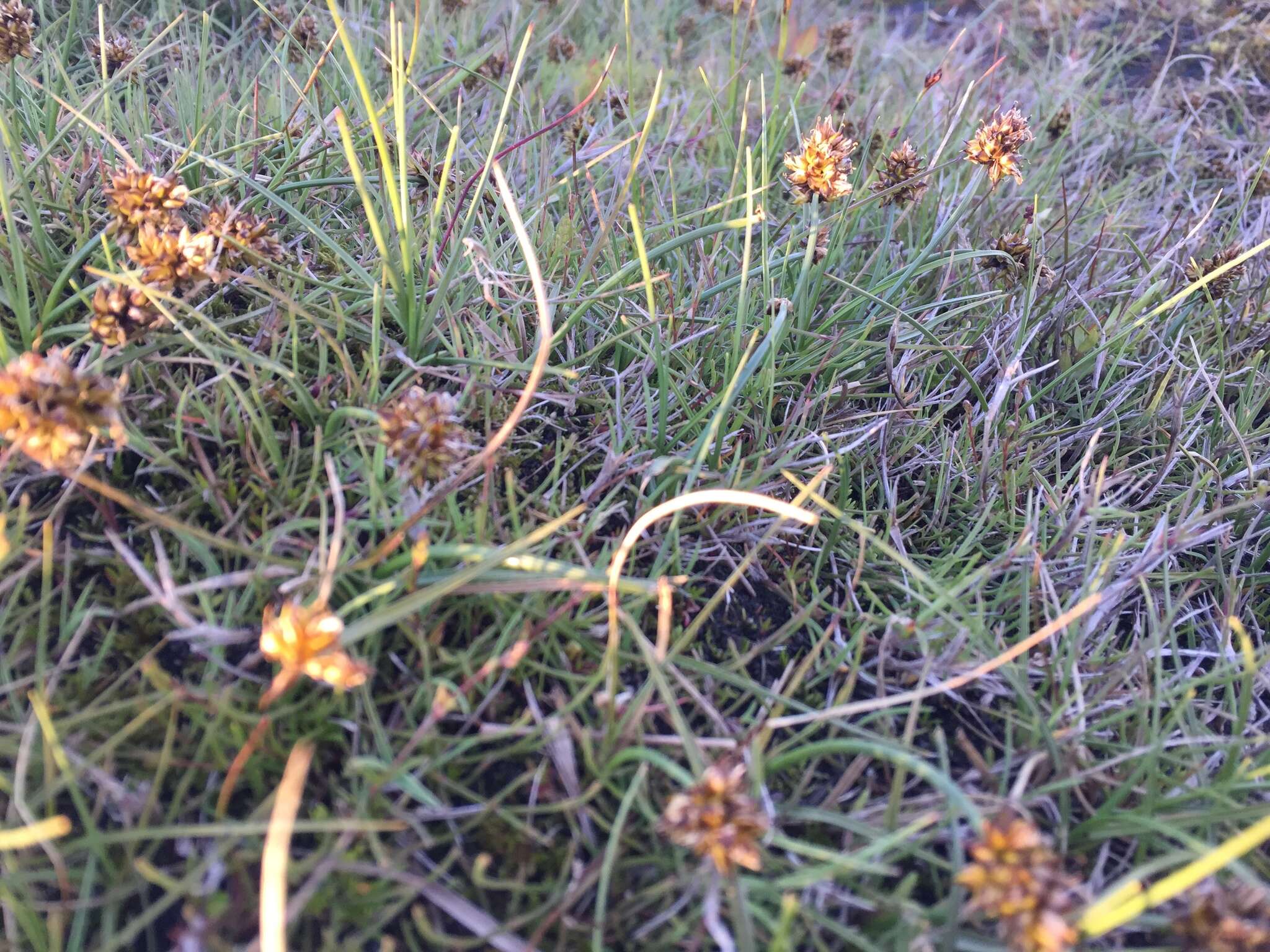 Image of curved sedge